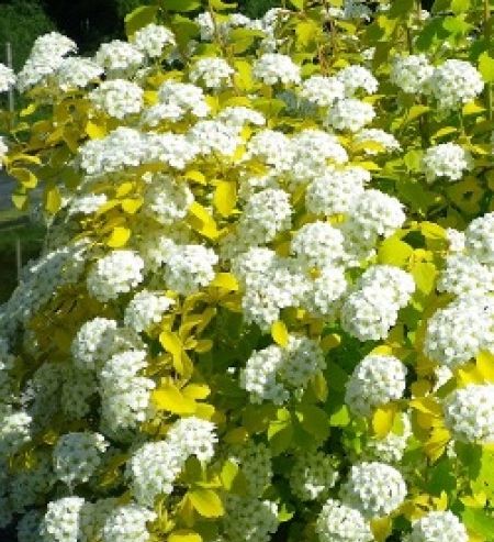 Spiraea vanhouttei  'Gold Fountain'
